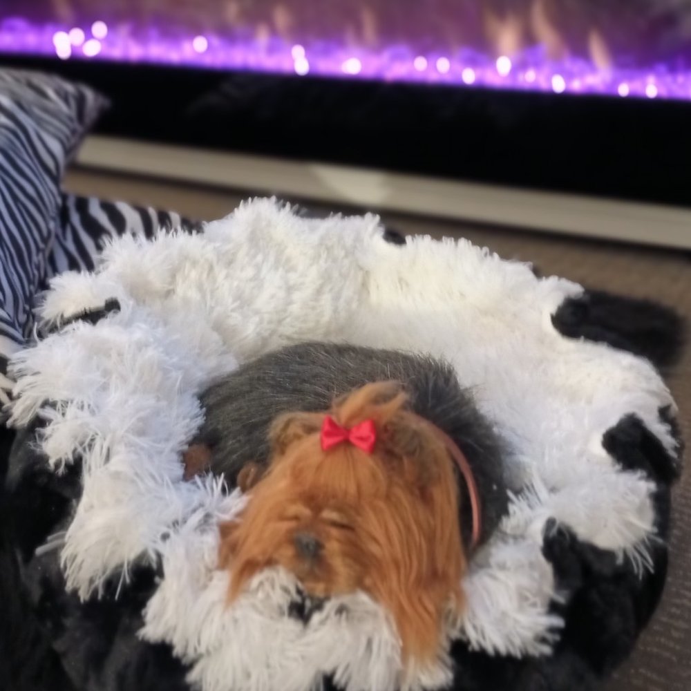 Meet your Posher, Kitty